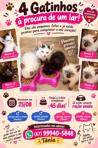 Gatinhos pra doação 