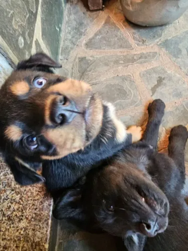 Lindos filhotes rottweiler
