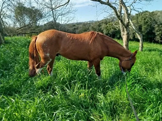 Cavalo crioulo puro pai campeão da Expointer