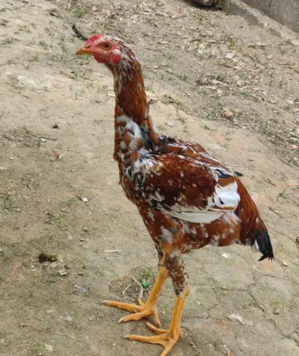 Frango 