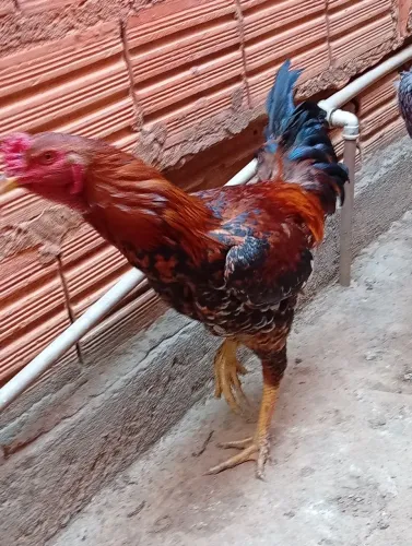 Frango