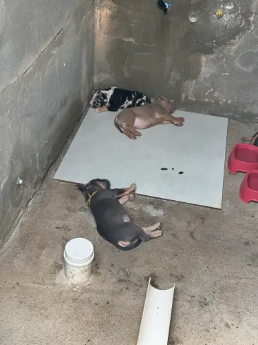 PitMonster