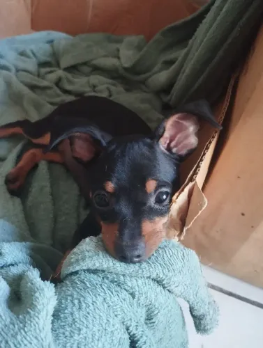 Pinscher machinho