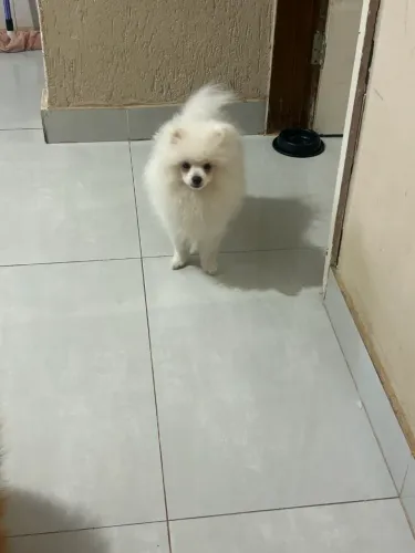 Spitz alemão 