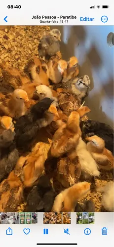 Pintinhos raça pura 25 dias