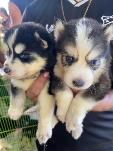 Filhotes de husky siberiano machos e fêmeas, pais com pedigree