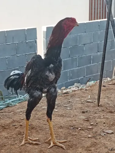 Vendo um galo índio gigante de grande qualidade mais três galinha gigante