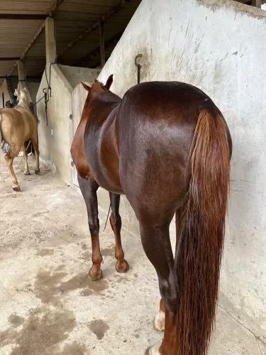 Cavalo