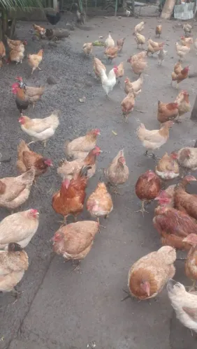 Vendo galinhas e galos caipiras e poedeiras
