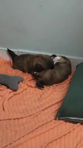 Cachorrinhos Shitzu, machos e fêmeas