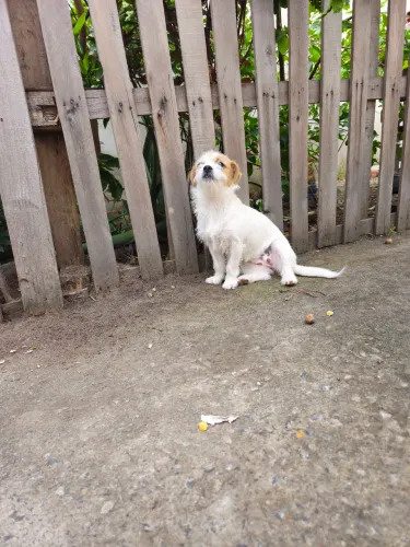 Mistura de Shitzu com chiuhauha 