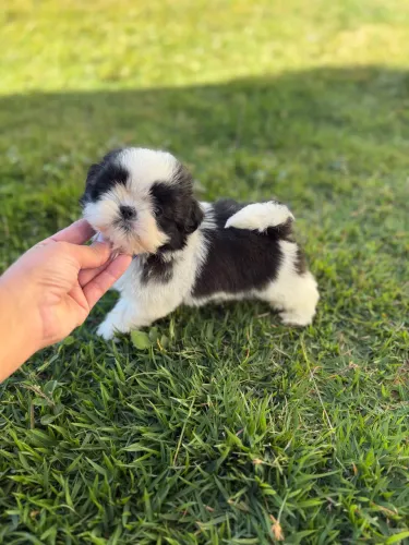 Shih Tzu Fêmea