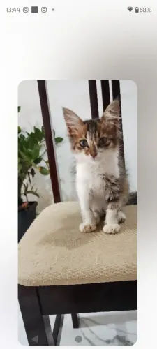 linda gatinha adoção 