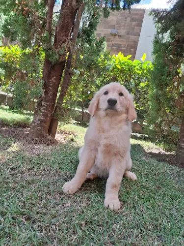 GOLDEN RETRIEVER OPORTUNIDADE 