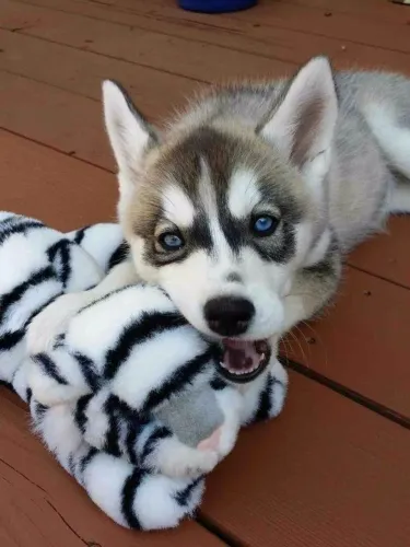 Husky siberiano Um doguinho para compartilhar bons momentos