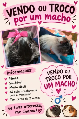 Porquinho da índia fêmea sheltie