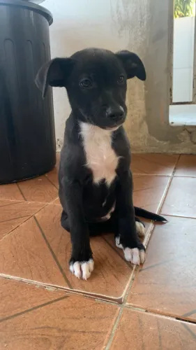 Estou doando essa filhote de cachorro( fêmea )