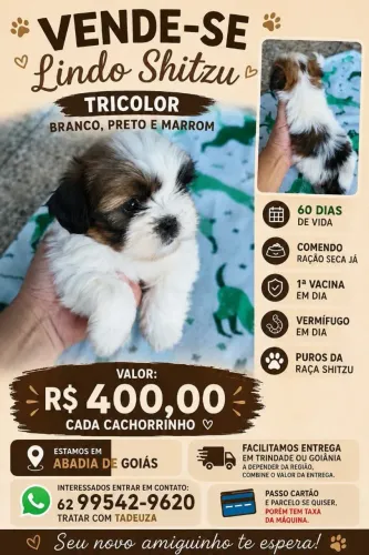 Shitzu 60dias400reais