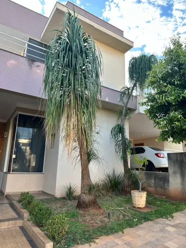 Planta Pata de Elefante 3m de altura
