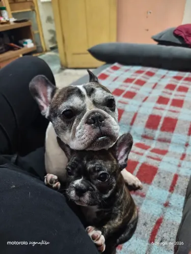 Fêmea de buldogue francês
