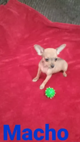 Pinscher