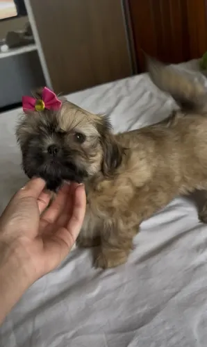 Shih tzu mini femeas douradinhas 100% legítimas 