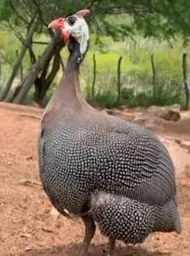 OVOS DE ANGOLA