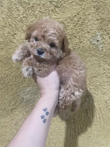 Poodle toy machinho 