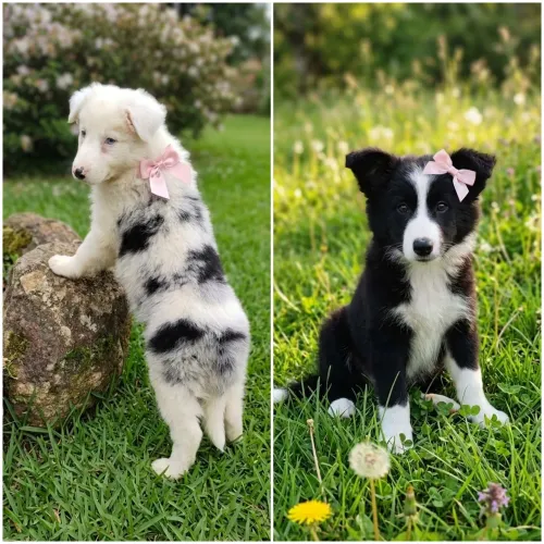 Filhotes de border collie
