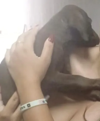 Labrador excelente para crianças e familia 