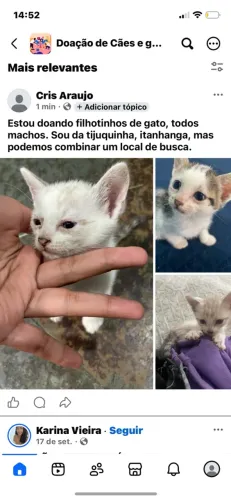 Doou gatinhos filhotes 