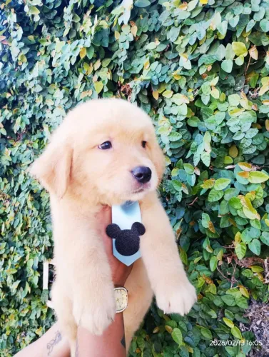 Golden retriever