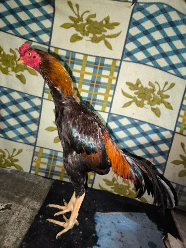 Frango de raça 