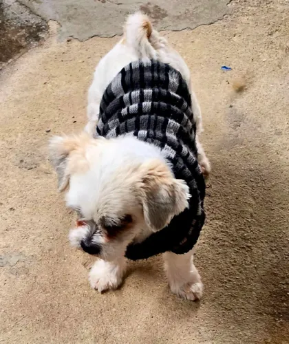 Shitzu