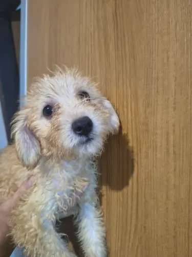 Vendo filhote de poodle