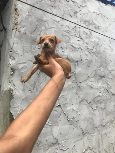 PINSCHER FEMÊA NÚMERO 1 COM NÚMERO 2