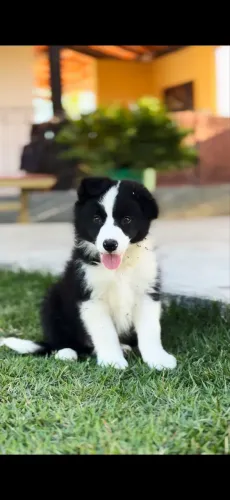 Filhote Border Collie