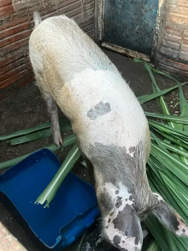 Vendo porco 15,00 o kilo vivo 