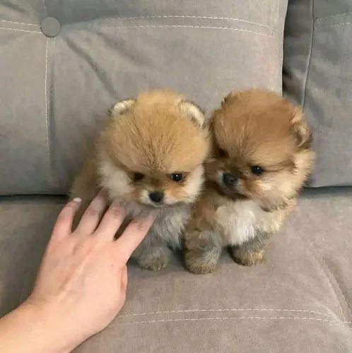 Lulu da Pomerania