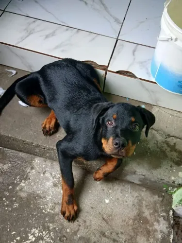 Vendo ou troco rotwiller macho de 4 mêses todo vacina com v10 importada