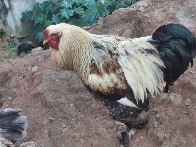 Galo e galinhas Brahma disponível..Leia descrição do Anúncio...
