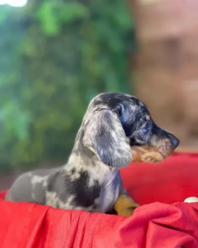 Dachshund !!! Arlequim