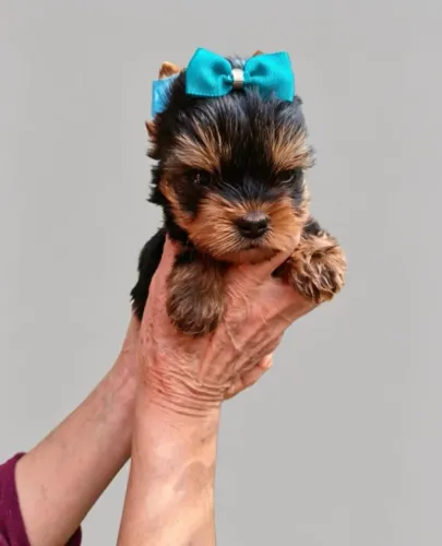 Yorkshire Mini Com Pelagem Linda