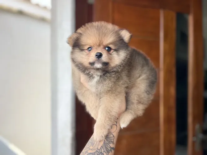 Lulu macho mini com pedigree
