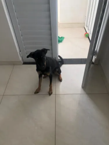 Cachorra pra doação 