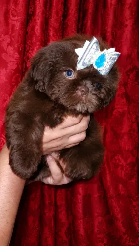 Shih Tzu chocolate olhos verdes