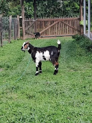 Vendo cabrito castrado  e sinco frango sedoso garnizé 