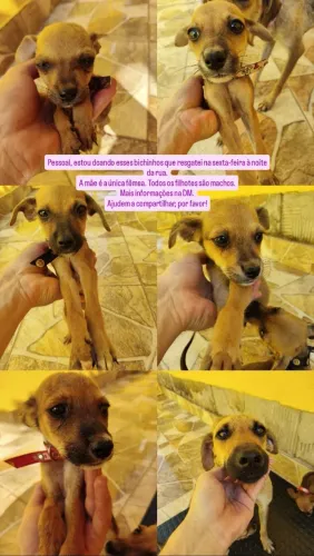 Adoção de bichinhos resgatados