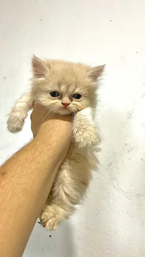 FILHOTE DE GATO PERSA PURO