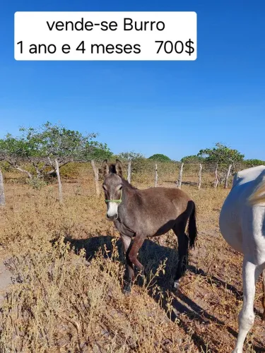 Vende-se Burro 